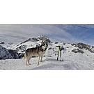Eispickel Climbing Technology Hound +