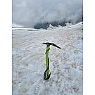Eispickel Climbing Technology Hound +