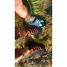 Wanderschuhe Salewa Wildfire 2 GTX