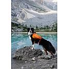 Hunde-Rucksack Ruffwear Approach