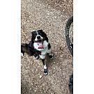 Ruffwear Grip Trex Hundeschuhe